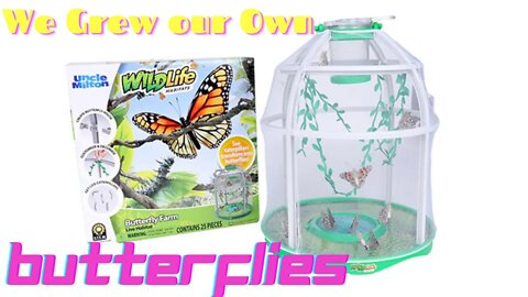 We Grew Our Own ButterFlies! | Krazy Kidz Creations