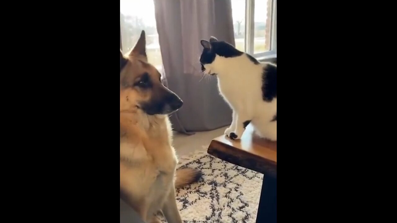 Tails of Laughter |Funny Dogs and Cats