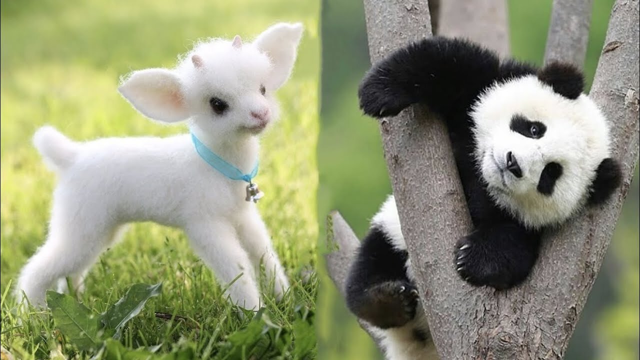 Cute baby animals Videos Compilation cute moment of the animals #5 Cutest Animals 2023