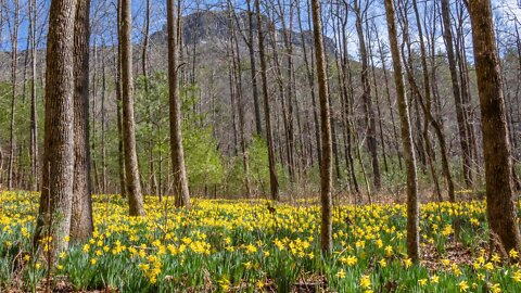 Daffodil Flats