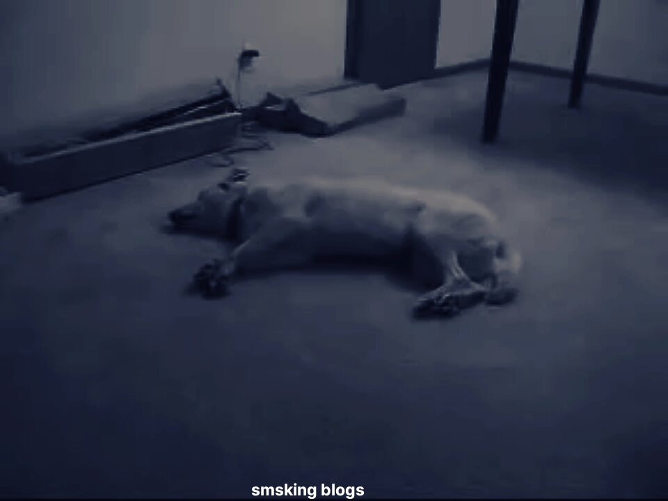 dogs dream