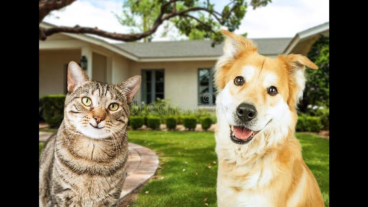 Funny | cat and dogs video | episode 1