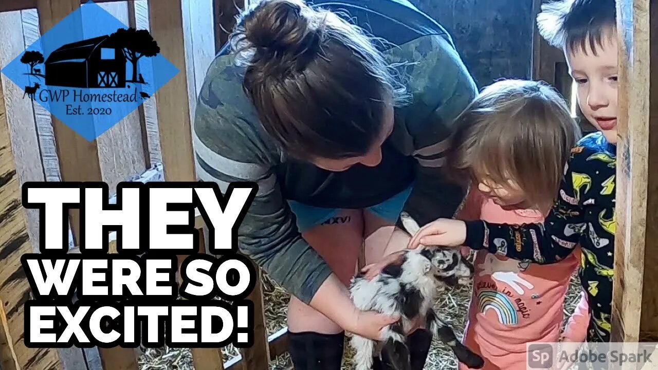 Their first time seeing the baby goats! | 2021 Kidding – Part 2