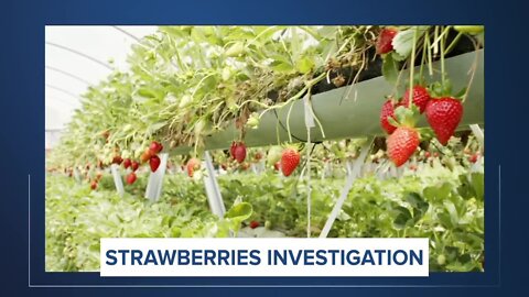 Hepatitis A outbreaks in California, two other states, tied to strawberries