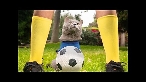 Cats playing super sports 😼️⚽️