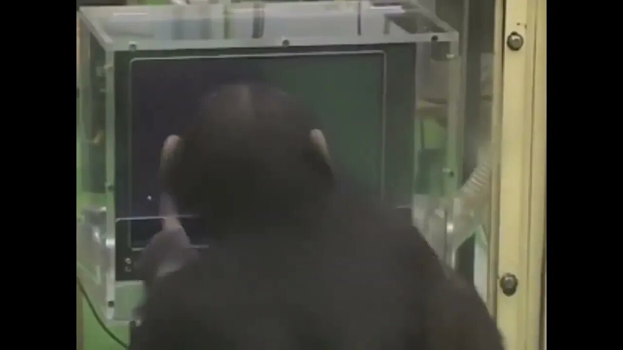 This memory test performed on a chimpanzee was broadcast by the BBC decades ago.