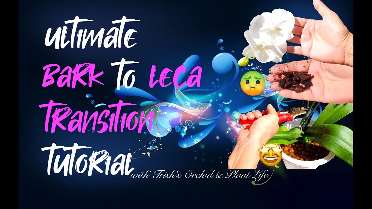 Transition CODE CRACKED! ONLY 5 factors for SUCCESSFUL TRANSITION Phalaenopsis from BARK to LECA 👍🏼