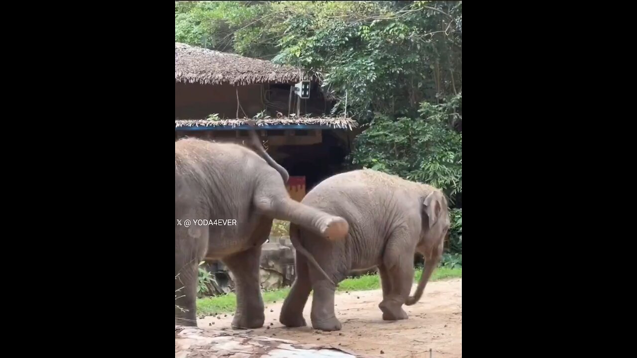 No matter the species, all siblings are same..🐘😅