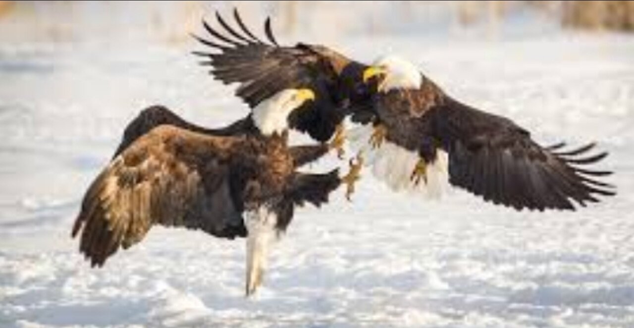 Eagle fighting videos