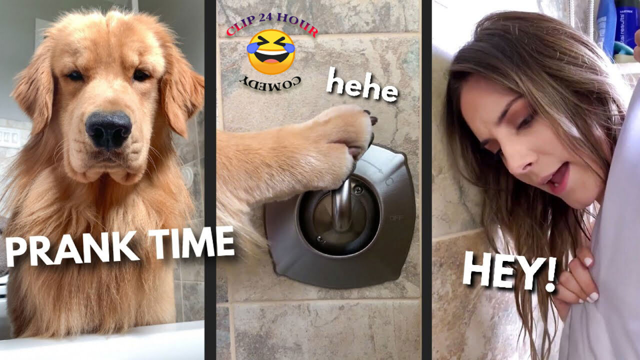Troll Prank Dog! 🎉 Let's dive in !