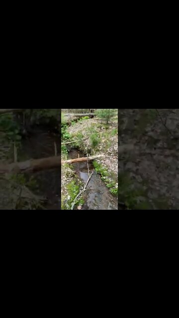 Going for a hike in the woods