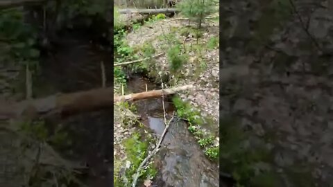 Going for a hike in the woods