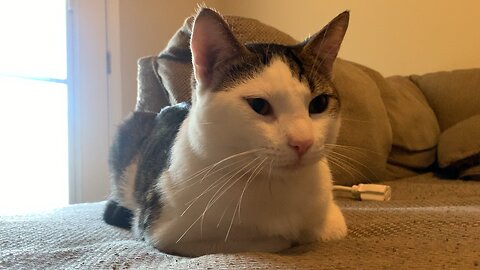 Pet the Cat Loaf