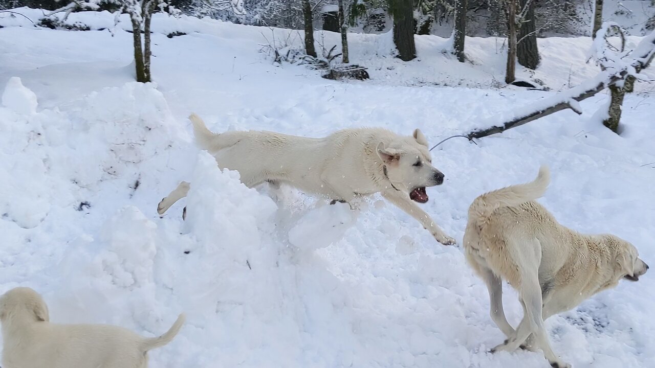 Akbash Puppies Learn from Parents
