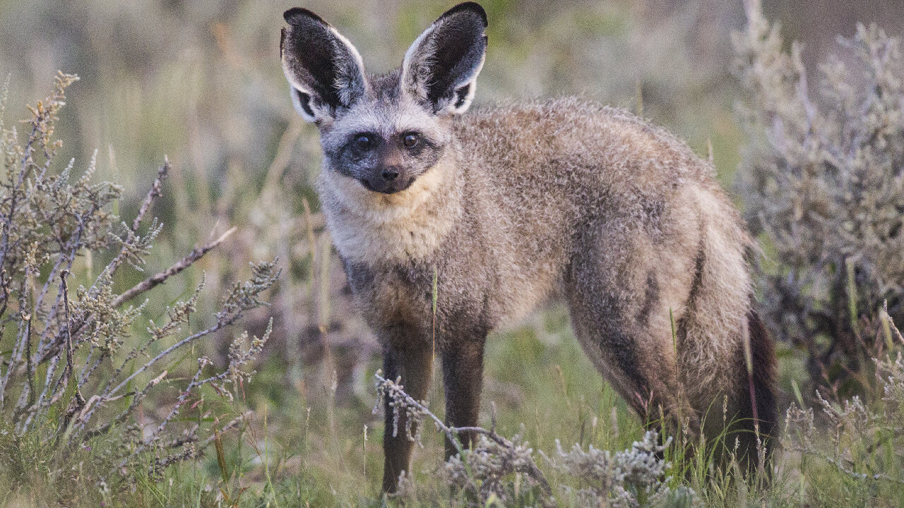 The Rare Bat-Eared Fox That Could Be Own