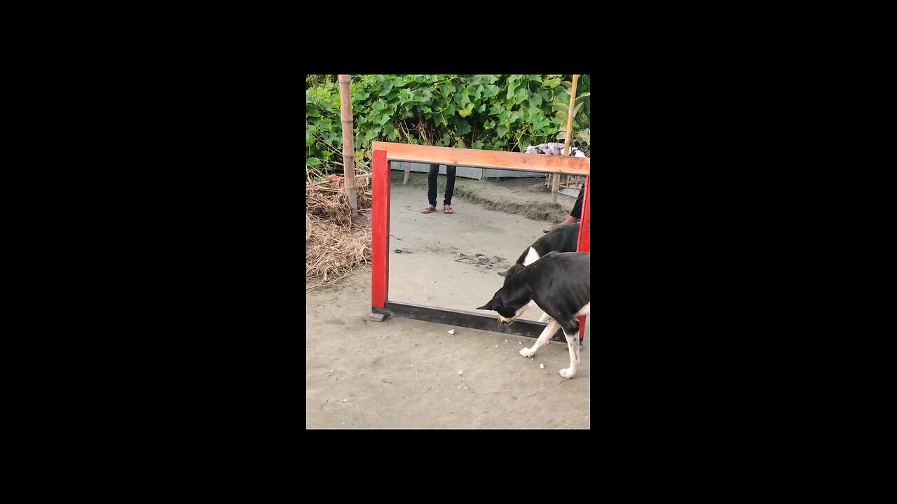 Super_funny_dog_video_🤣_#prank_#mirrorprank_#funny_#funnydogvido_#funnyPrank_#funnyvideo