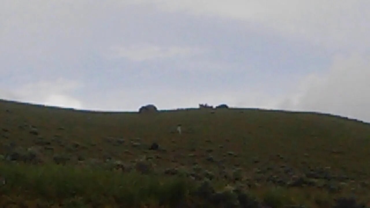 Black bear NE Yellowstone