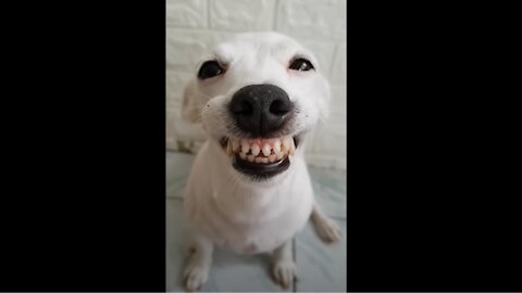 FUNNY DOG CAN SMILE