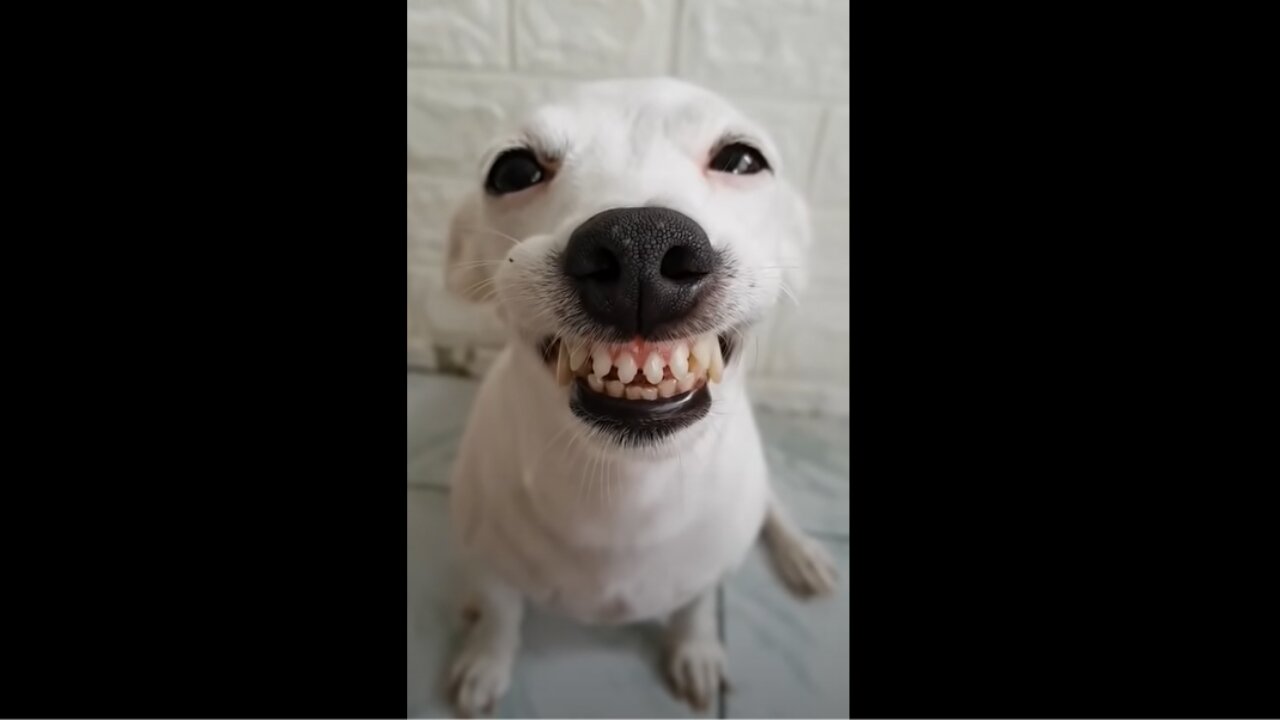 FUNNY DOG CAN SMILE