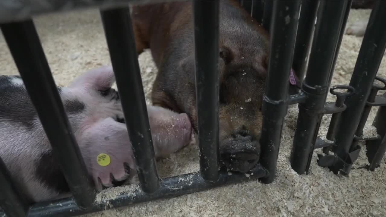 Prize pigs stolen from teen boys in Denver for National Western Stock Show found safe, Denver police say