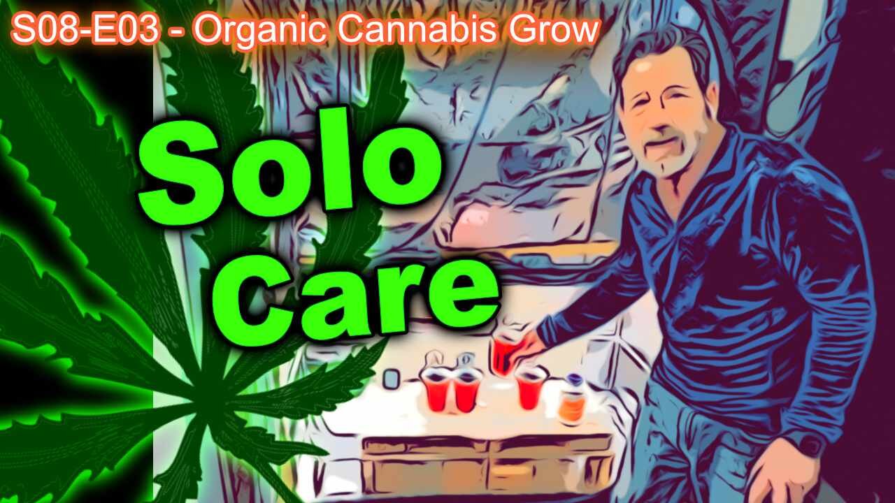 S08 E03 - Cannabis Seedlings In Solo Cups After Transplant - Lighting / Watering / Temp / Humidity