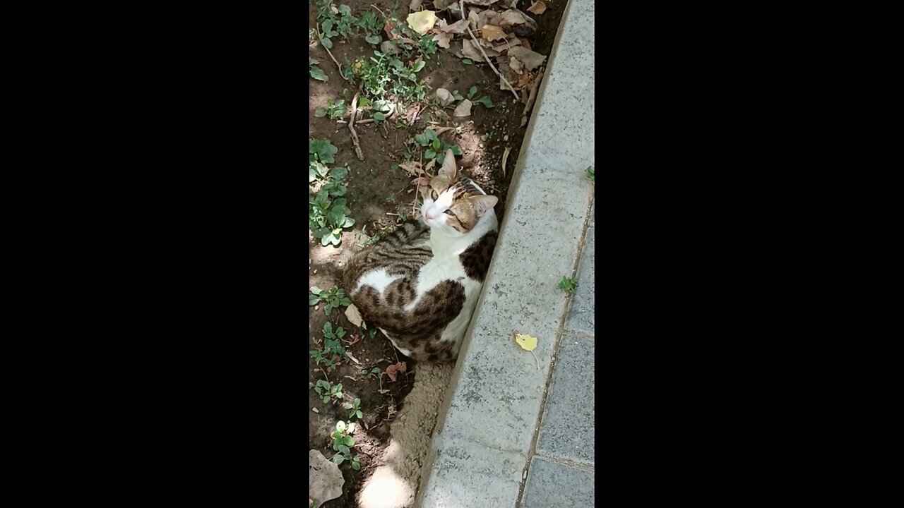 A cute and beautiful cat is resting