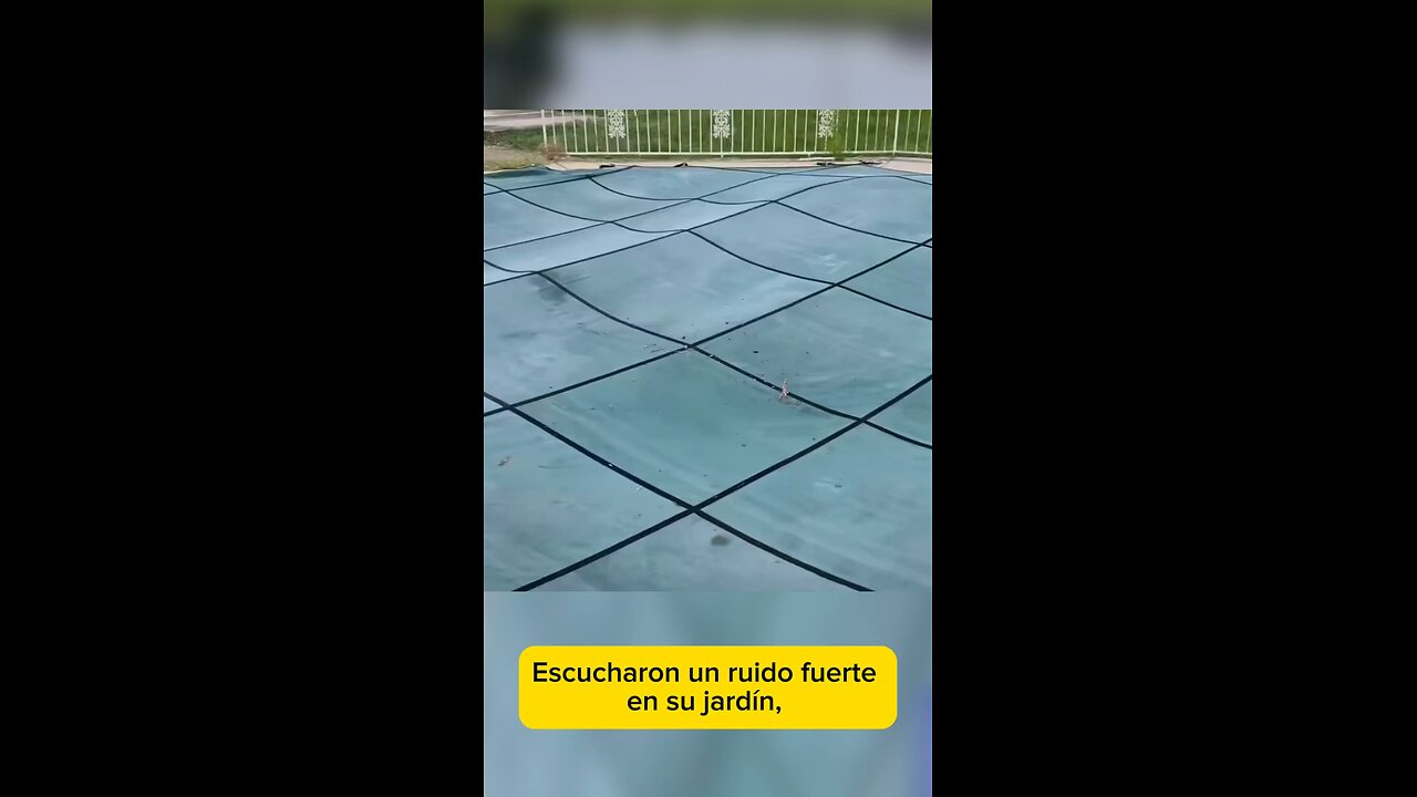 Caballo en la piscina