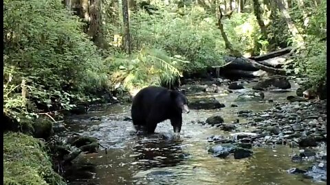 A Creek in the Timber Aug. 27 - Sept. 12