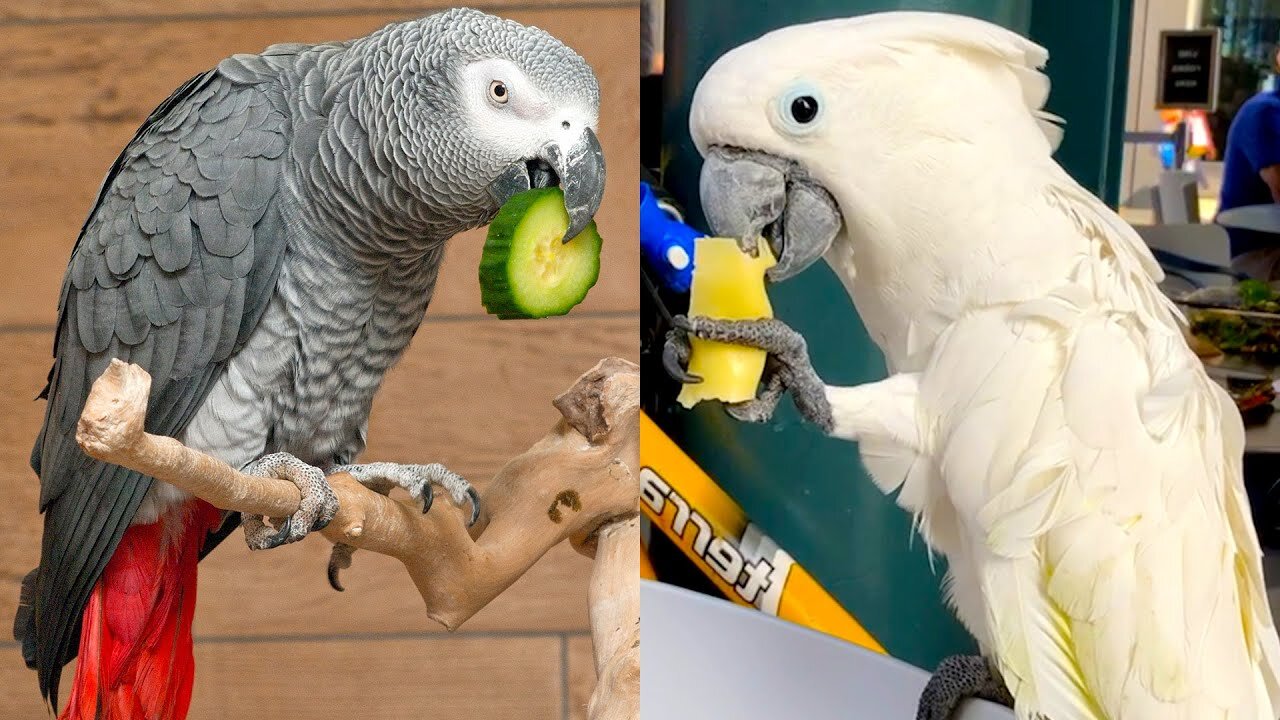 Totally Smart ! - Why Do Parrots Mimic Human Speech ?