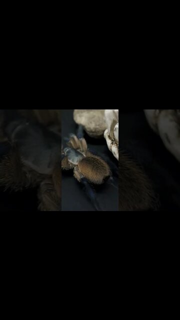 Monocentropus balfouri - Socotra Island Blue Baboon #shorts