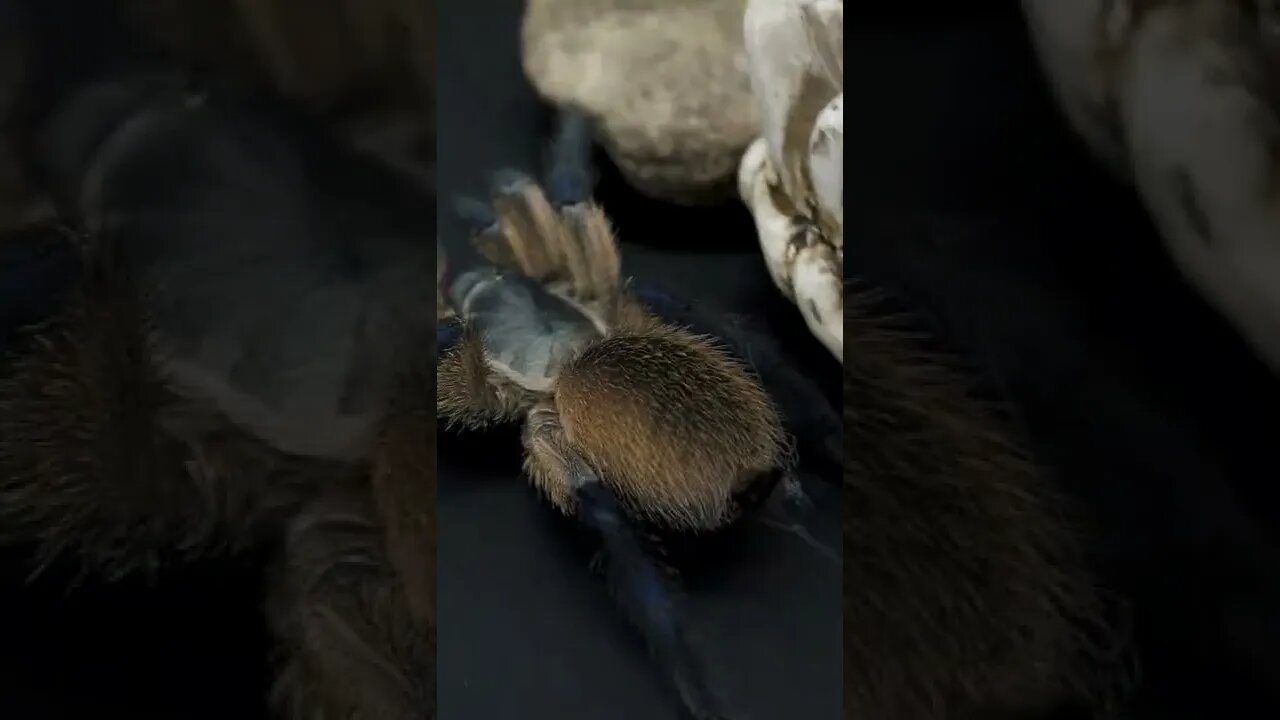 Monocentropus balfouri - Socotra Island Blue Baboon #shorts
