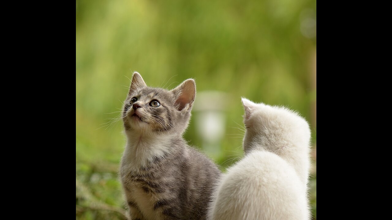 animal babies