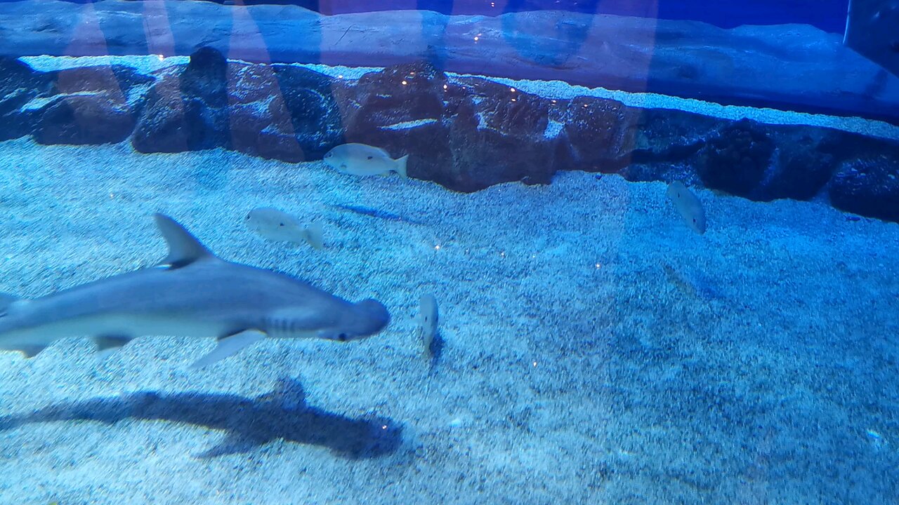 Dubai Mall Aquarium