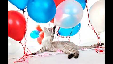 Cat playing with balloon || amezing cat funny video