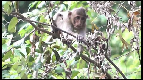 Monkeys Being Familiar With Living Beside Human Society 15 - Viral Monkey