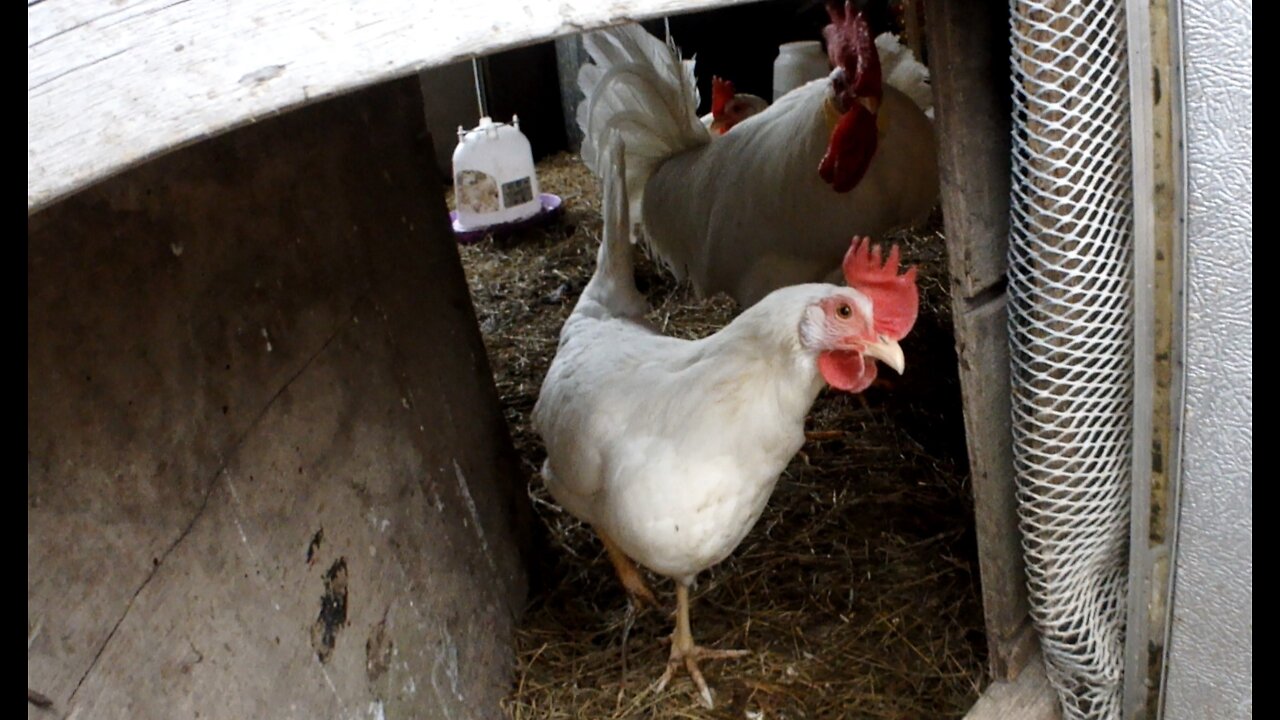 Leghorn Chickens on a Warm Day after Winter