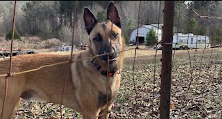 Malinois runs to owner for praise.