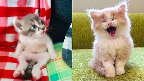 Baby cats - Cute and Funny Cat videos Compilation Videos