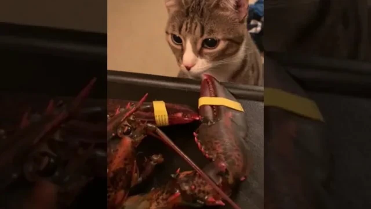 Snips meets her first lobster!