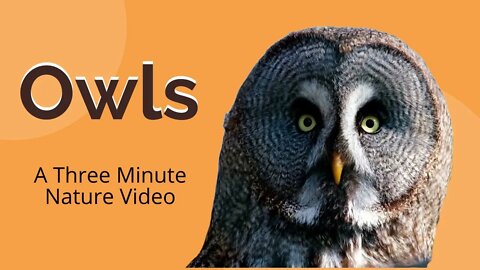 Owls [ 3 Minute Nature Adventure ] Zoomalata Downtime