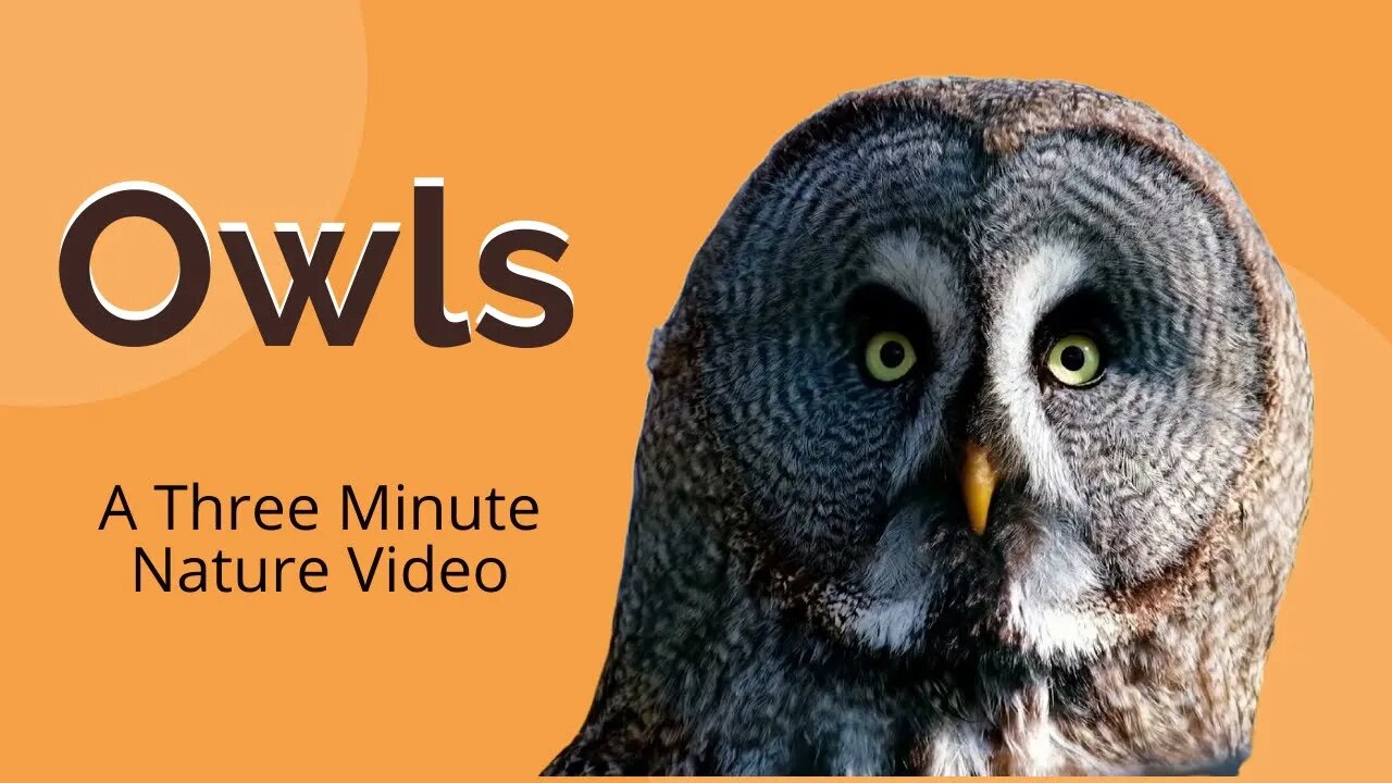 Owls [ 3 Minute Nature Adventure ] Zoomalata Downtime