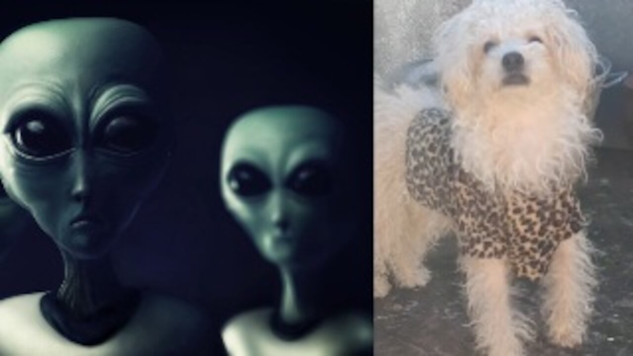 dog saw Aliens today