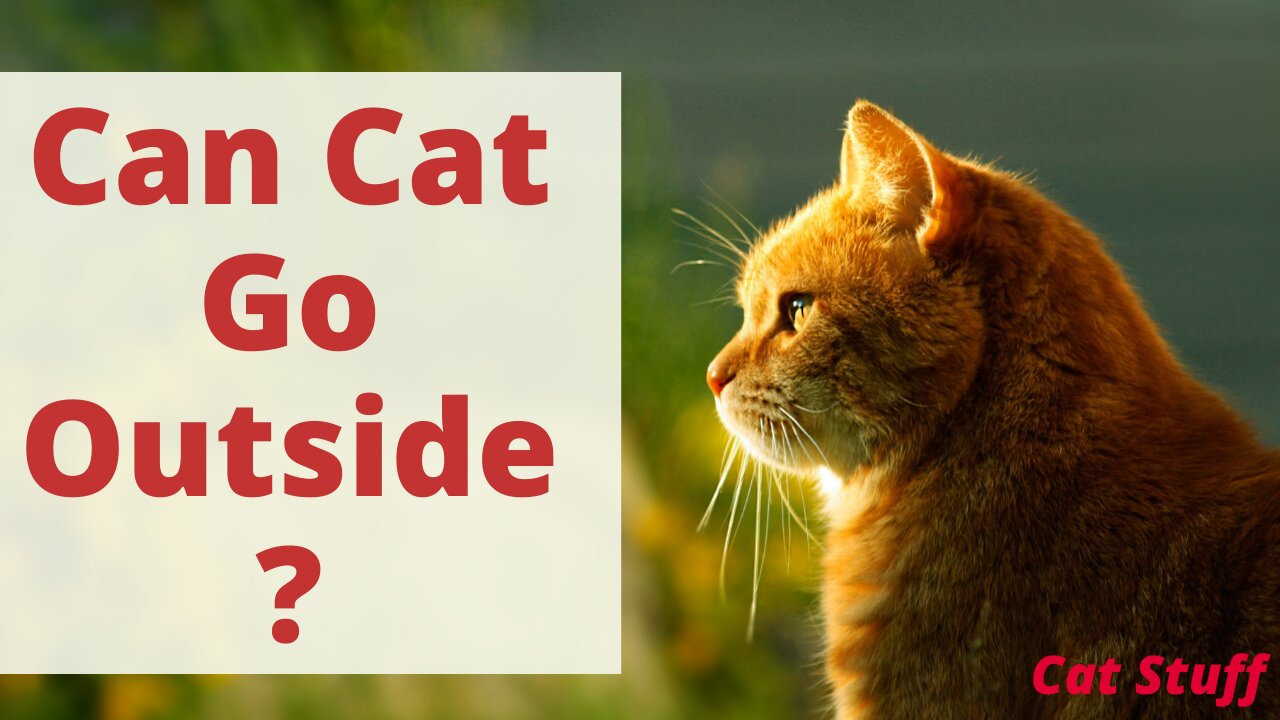 7 Should Cats Be Allowed To Go Outdoors? Cat Outside House: Risks and Benefits. Cats Outdoors facts.