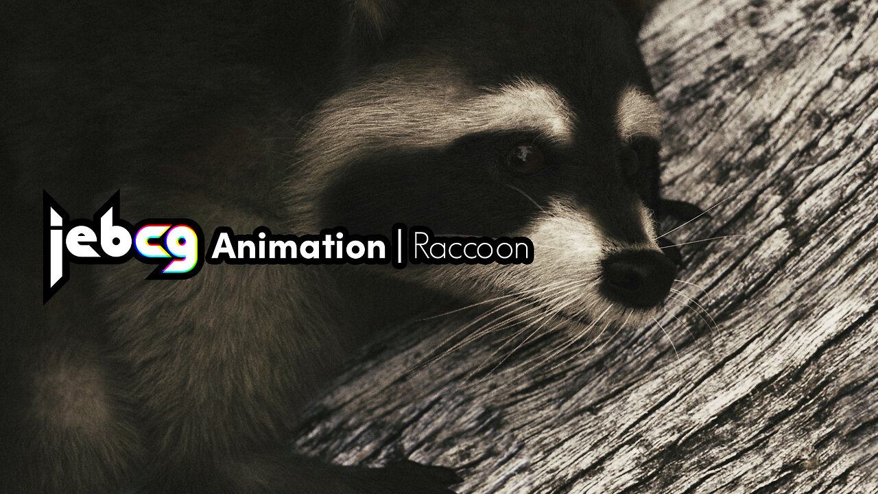 Jebcg Animation | Raccoon