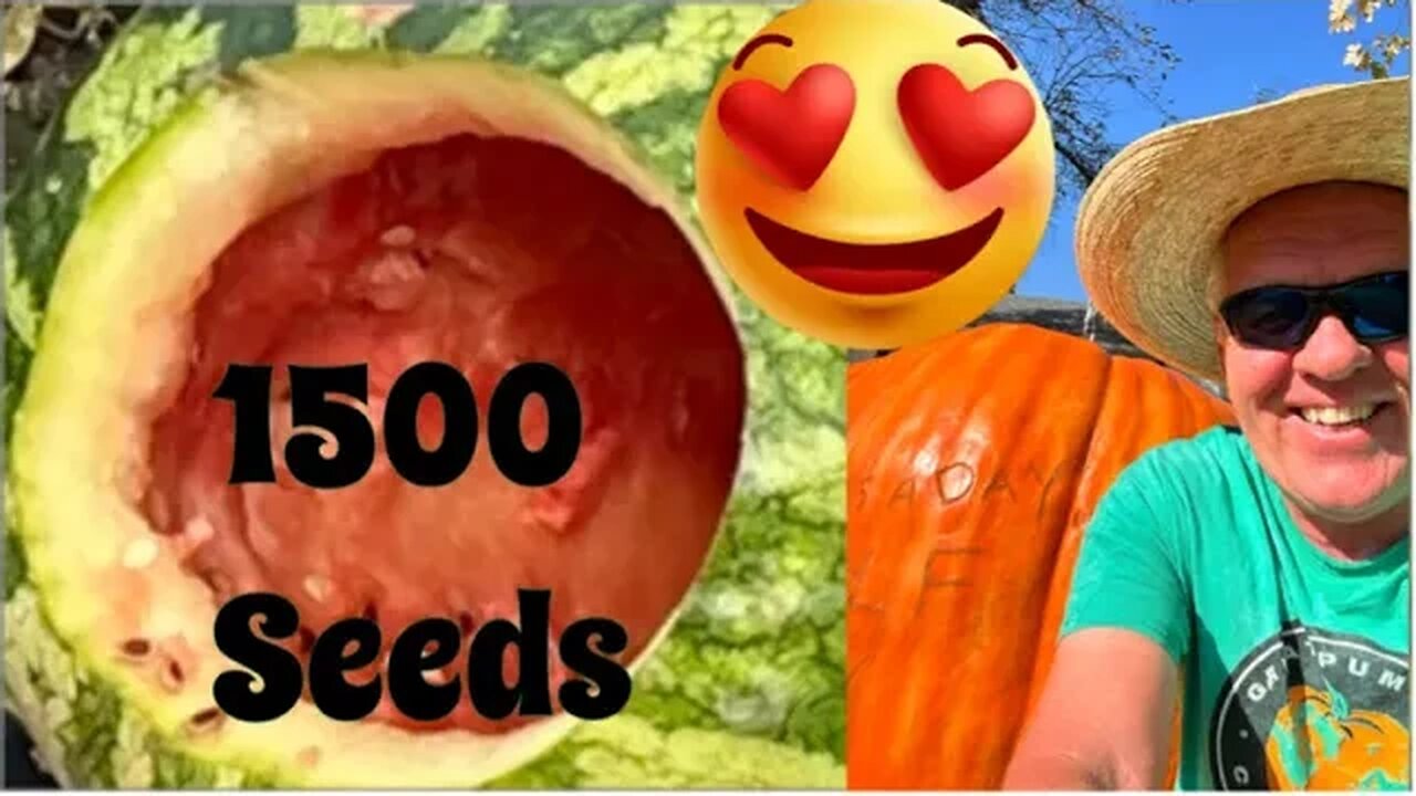 Seeds From A Giant Watermelon. Plus Season Review