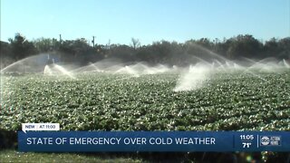 DeSantis issues state of emergency to help Florida farms deal with freezing temperatures