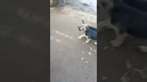 Happiest puppies