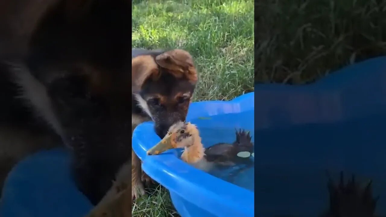 🐕 German Shepherd Puppy Meets Baby Duckling🦆#shorts