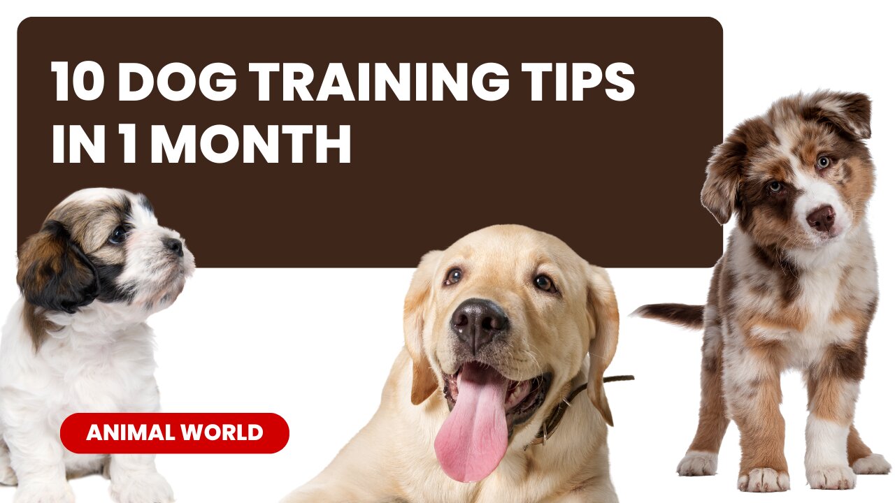 dog training