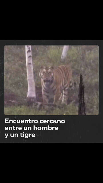Encuentro cercano entre un hombre y un tigre en el Lejano Oriente ruso